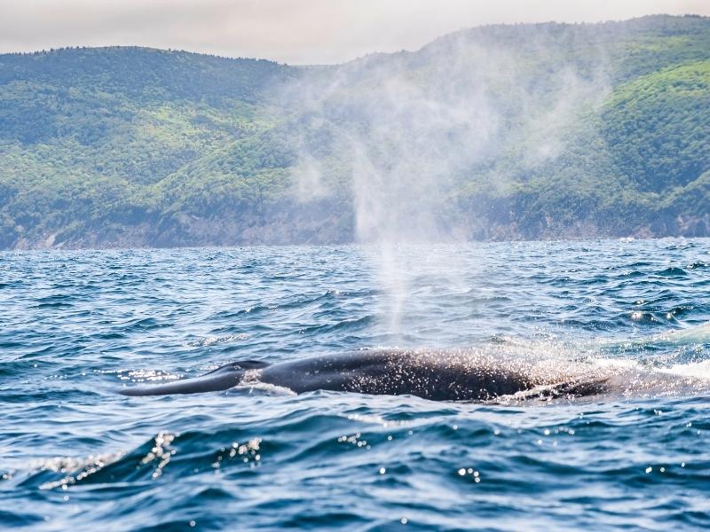 A whale is swimming while blowing water mist through its blowhole