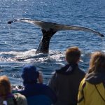 People are watching a whale showing its tail from a boat.