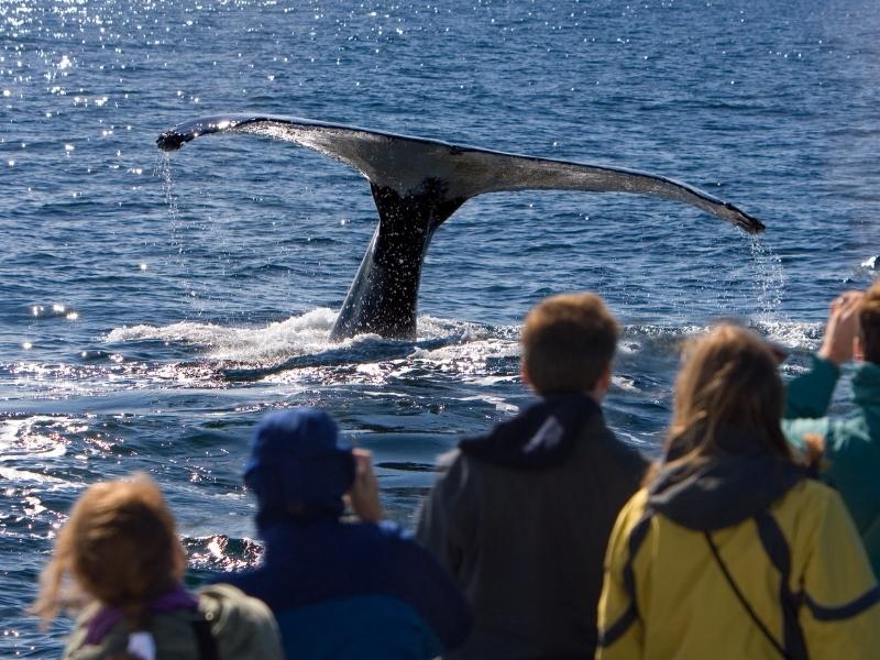 People are watching a whale showing its tail from a boat.