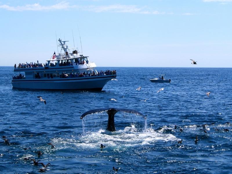 A whale watching boat is at the background following a whale which is showing its tail