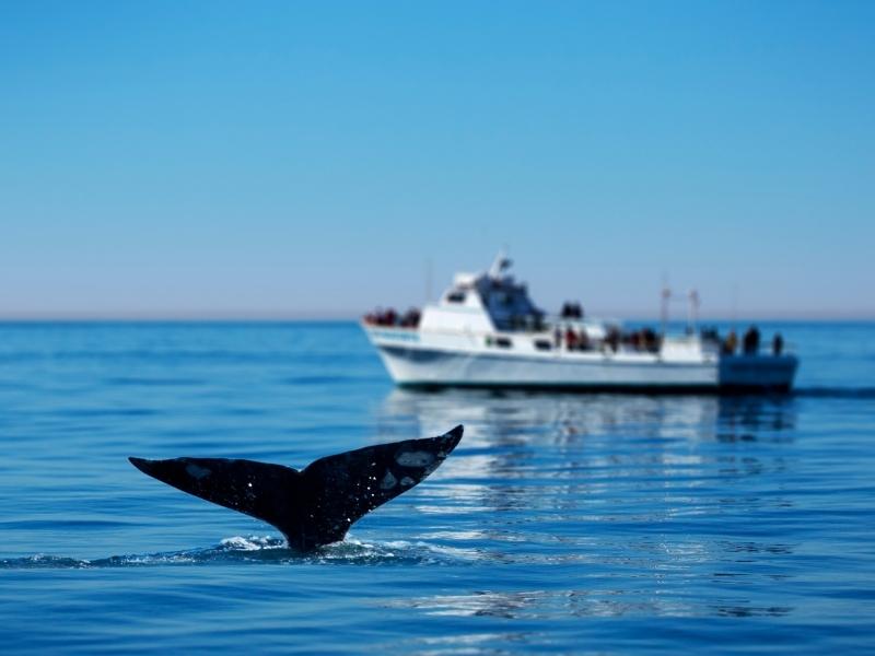 A whale watching boat is at the background following a whale which is showing its tail