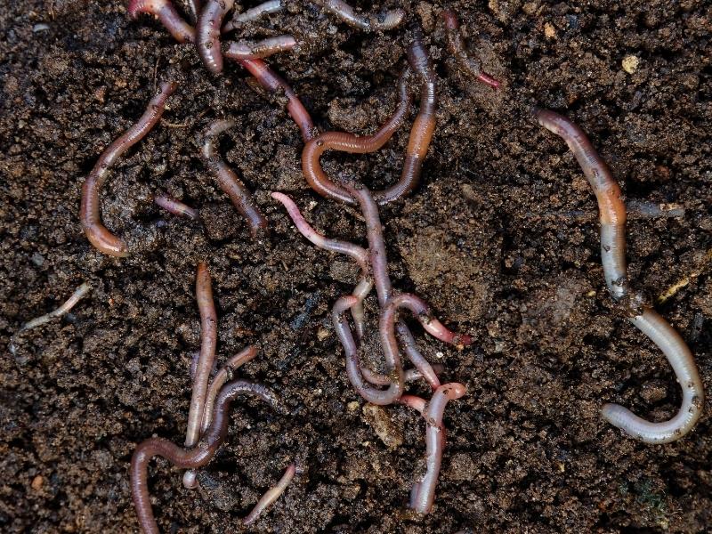 Earth worms in the soil