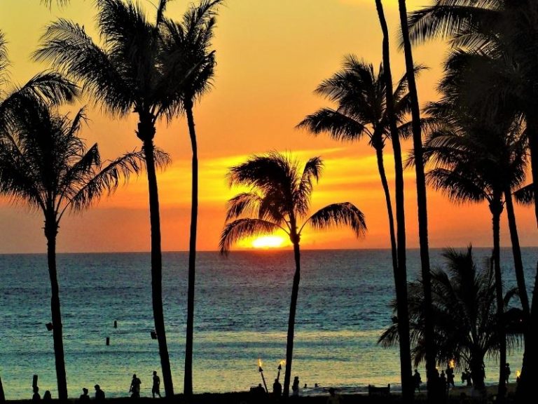 Palm trees, ocean and sunset