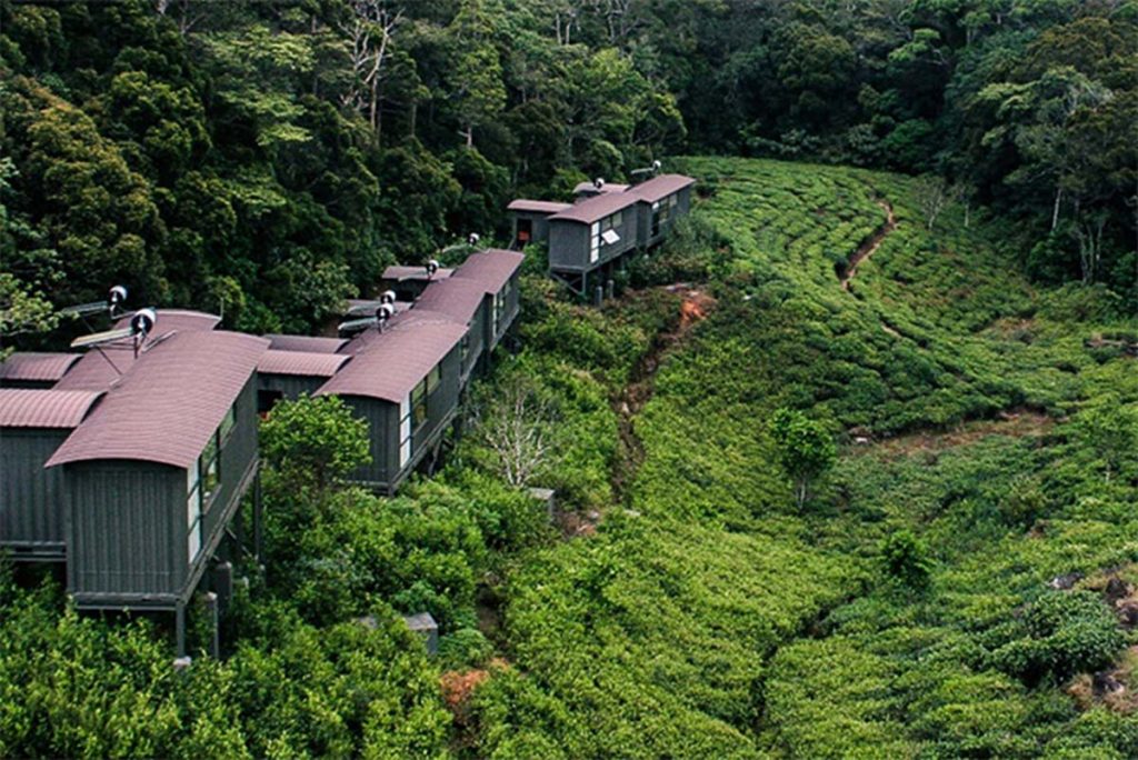 Container-like lodges in the middle of a rainforest