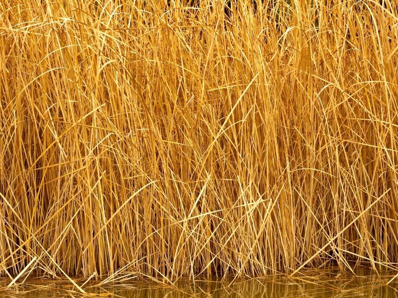 Light brown straw-like plants in water.