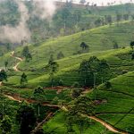 Green tea plantation on the side of the mountain