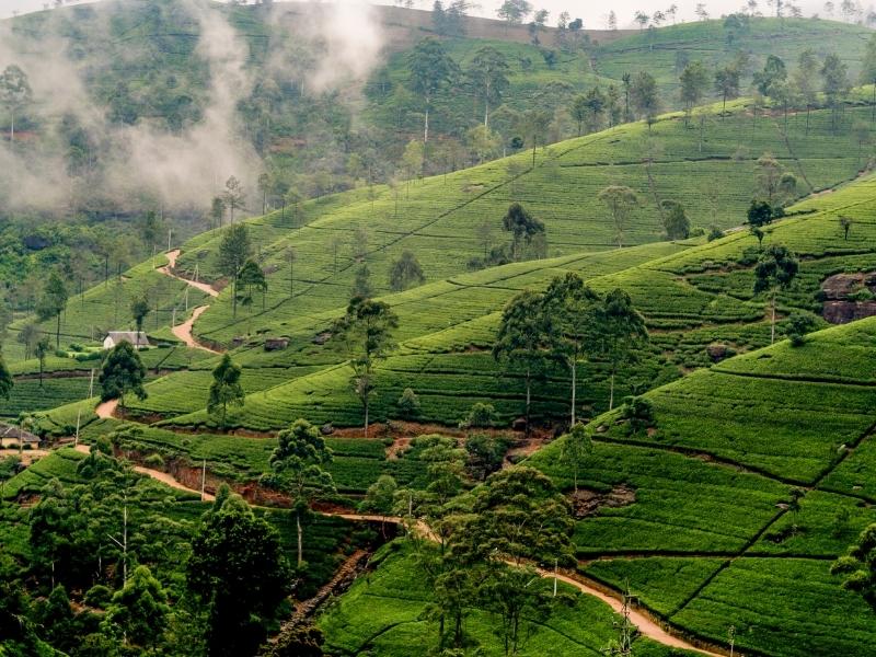 Green tea plantation on the side of the mountain