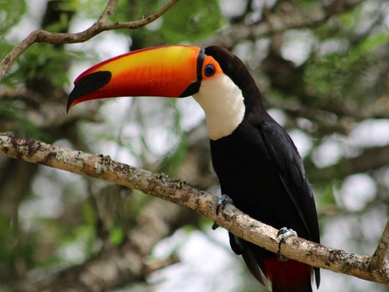 Tucan, a bird with vibrant orange beck and white black feathers is sitting on a branch