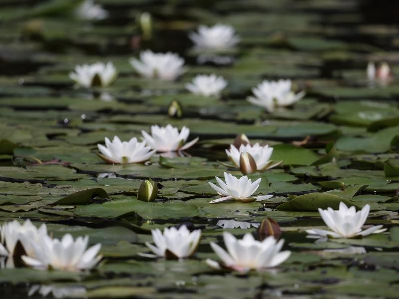 White water lilies up close.