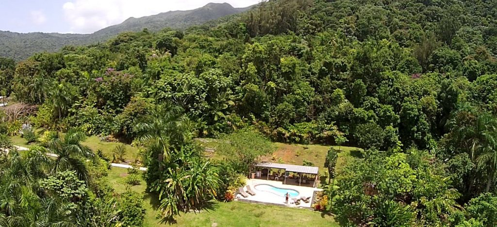House with a pool is in the middle of a rainforest
