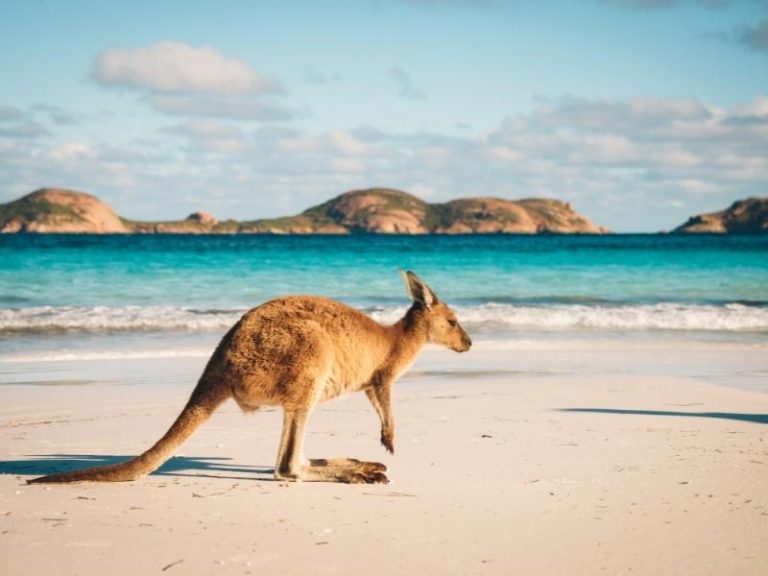 A kangaroo is hoping on a sand in front of the ocean