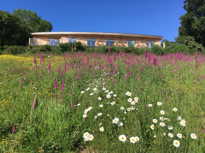 A one-storey wooden house on top of a hill with windows facing towards a flower meadow. 