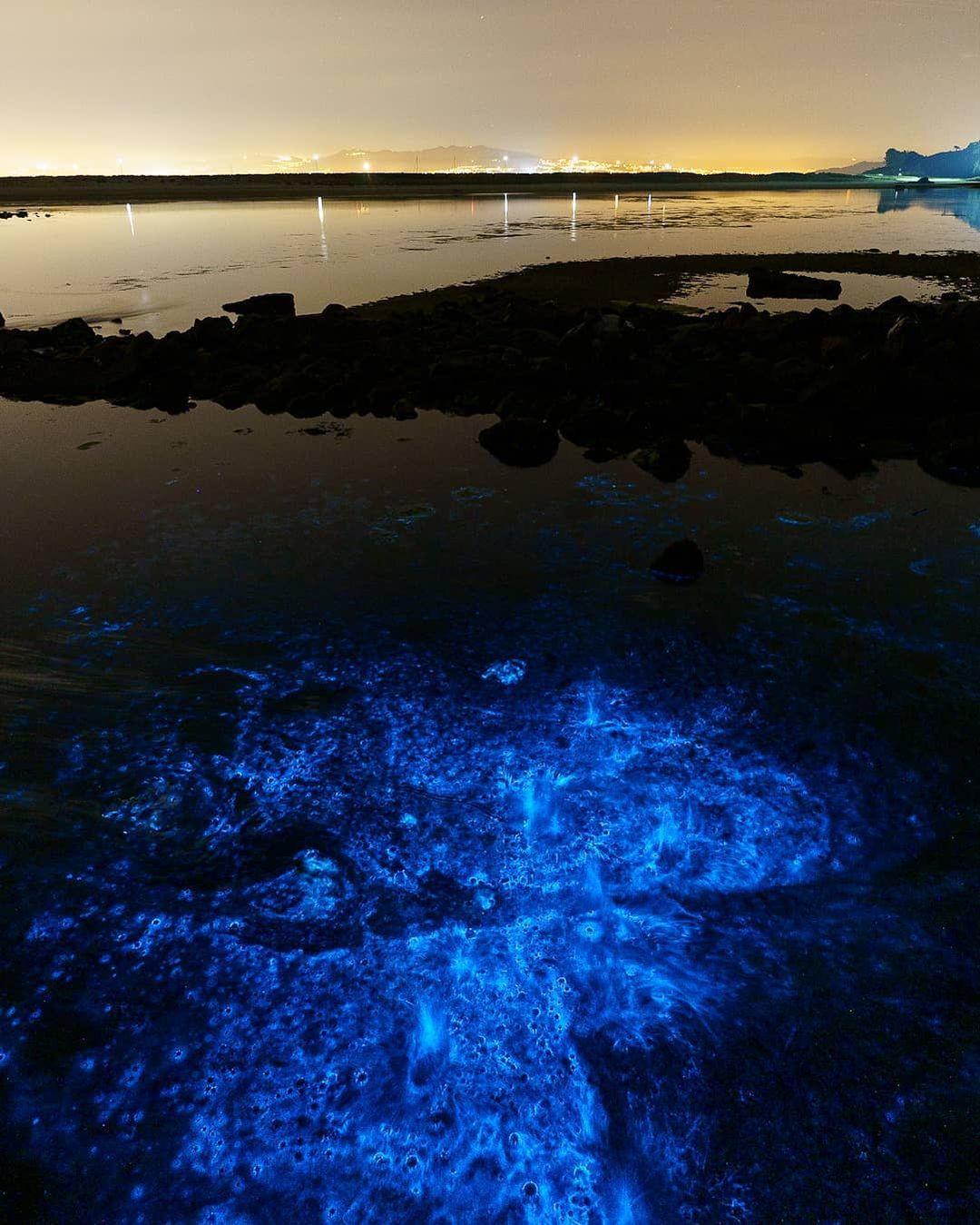 Bright blue lights are glowing in the sea. Rocks and the light of the shore is behind them. 