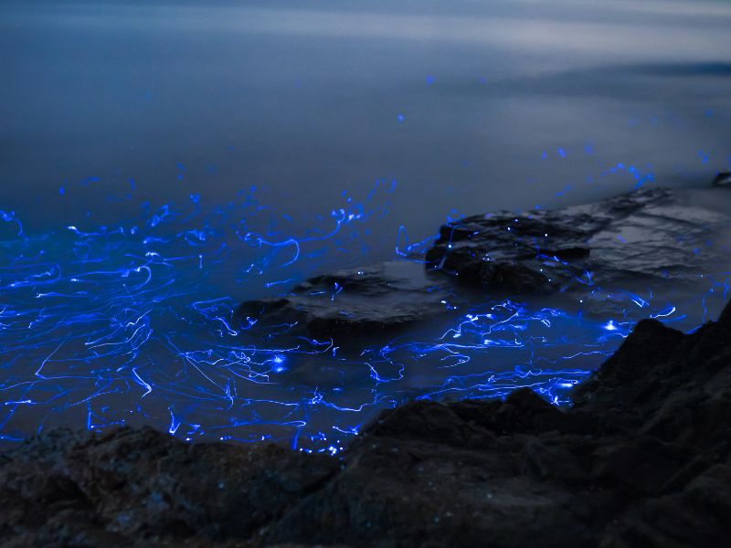 Glowing blue spots in the sea around rocks at night.