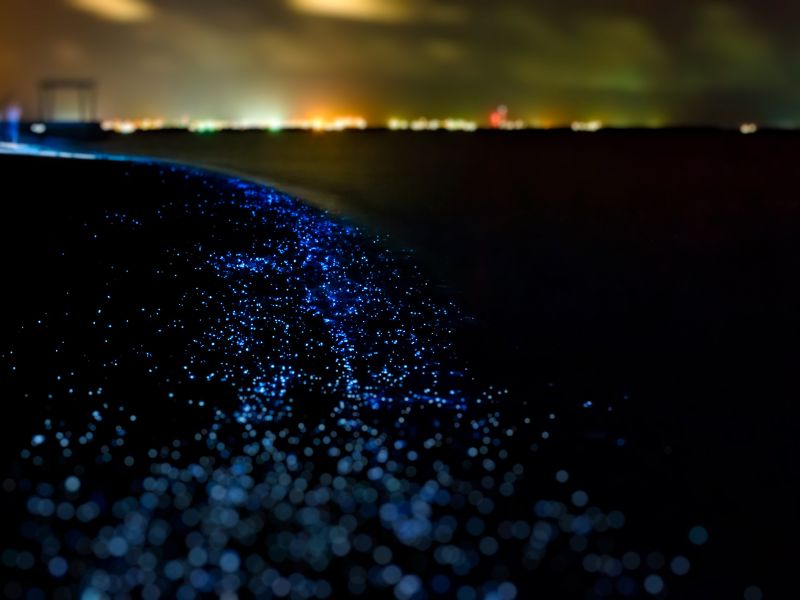 Glowing blue spots along a wave at night.
