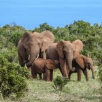 2 adult and 2 child elephant in the middle of a bushy area
