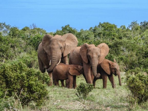 2 adult and 2 child elephant in the middle of a bushy area