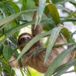 Sloth is hanging from a branch covered by long thin leaves.