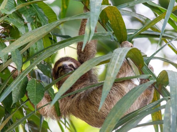 Sloth is hanging from a branch covered by long thin leaves.