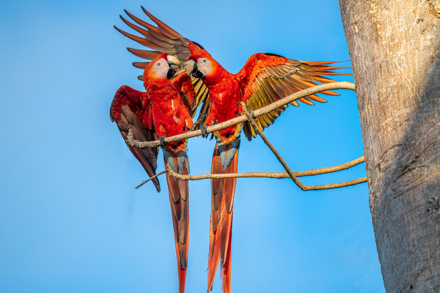 2 red macaws on a branch. 
