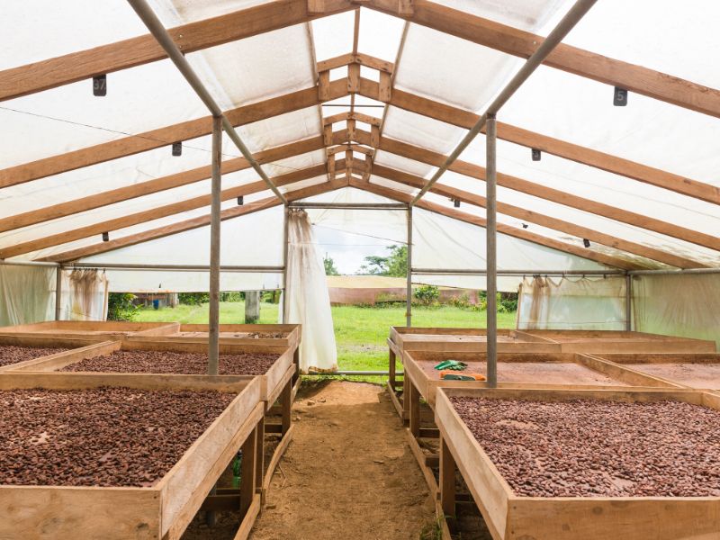 Cacao beans on large tables in a greenhouse.