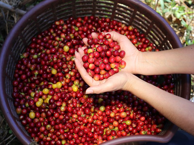 A hand is holding lots of red raw coffee beans above a basket full of beans