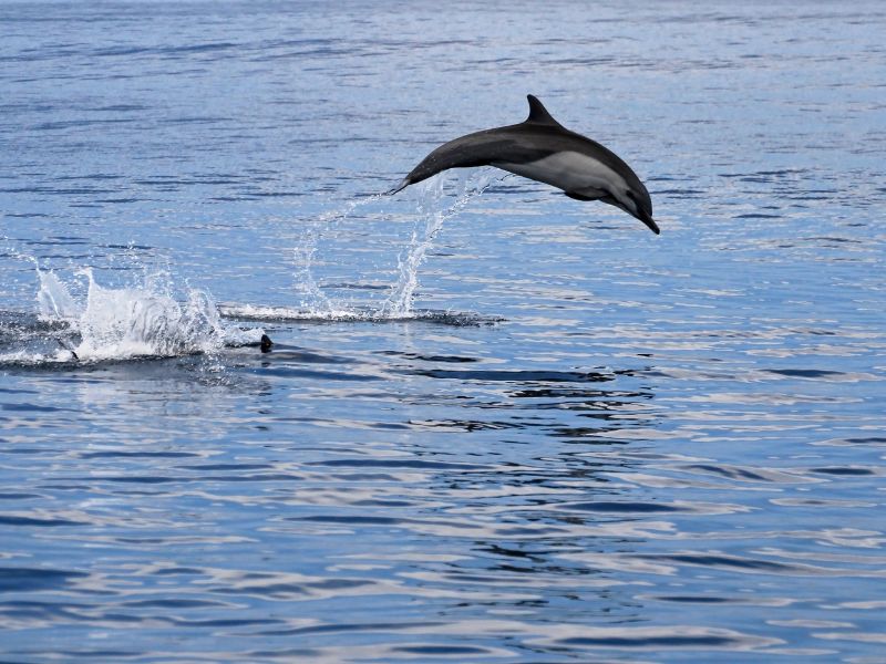 A dolphin is jumping out of the water