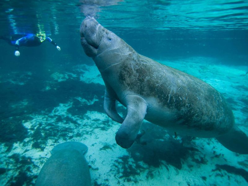 A manatee and a diver under water