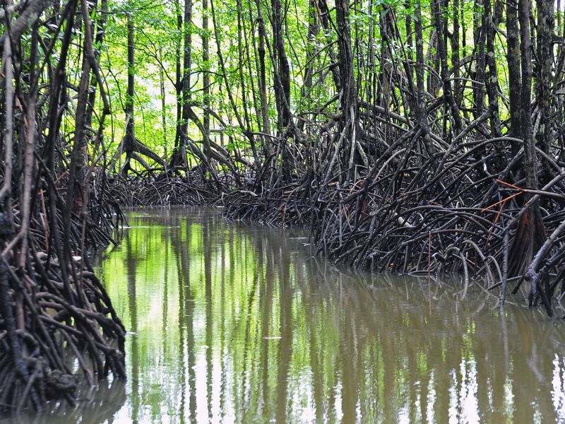 Mangrove canal.