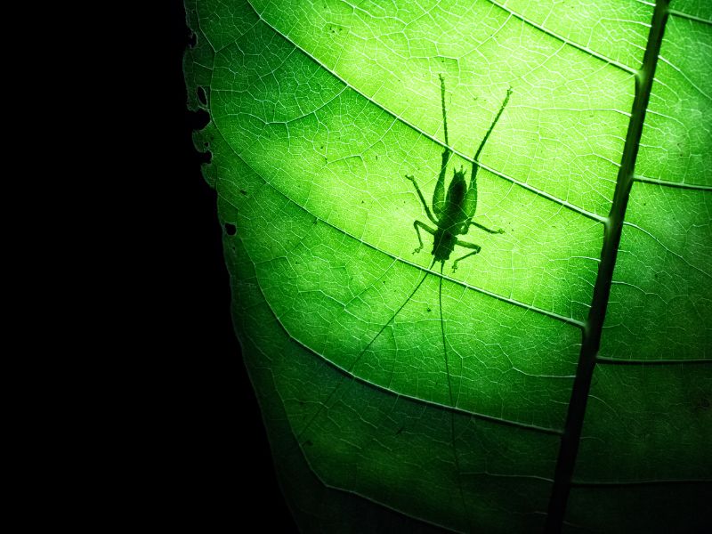 Some kind of insect on a leaf lighted from behind so only the shadow is visible.