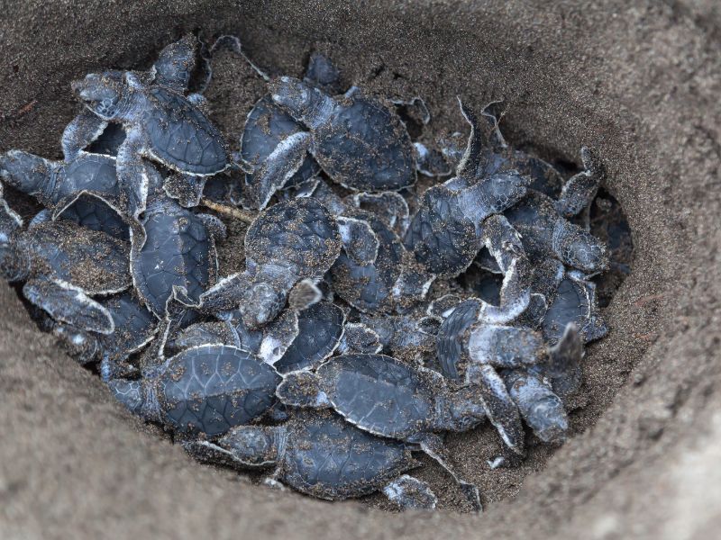 Lots of small turtle hatchlings in a sandy hole.