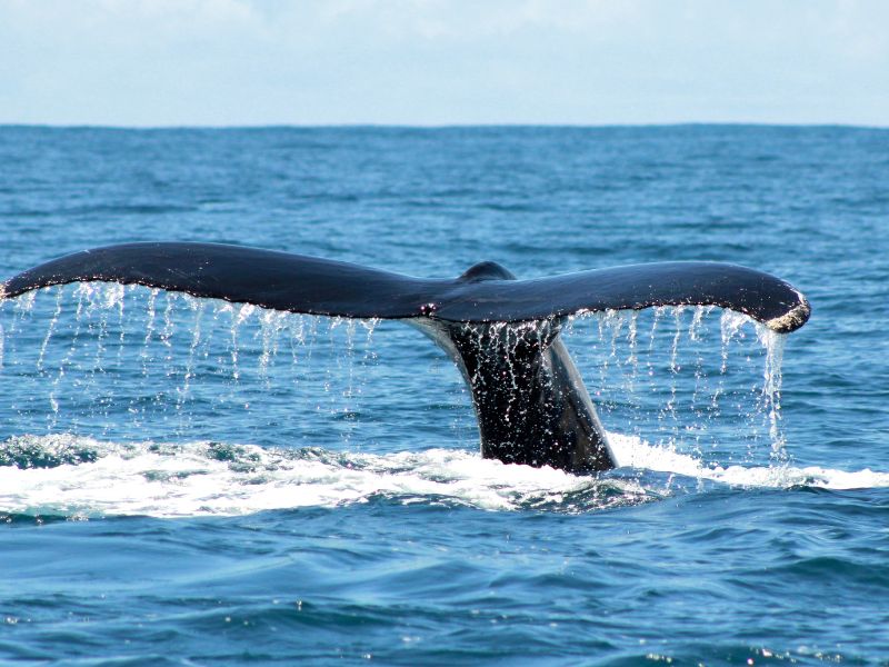 A tail of a whale visible above the water