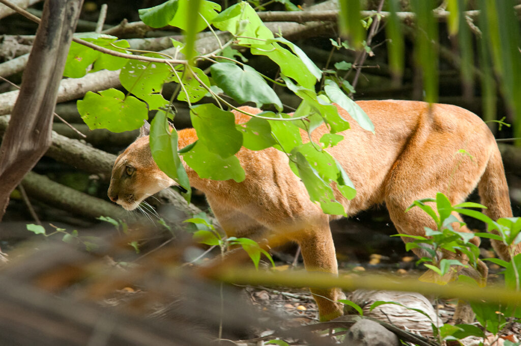 Puma in a rainforest