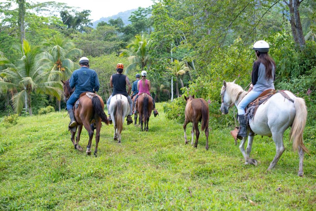 Horseback riding with 5 horses in a lush green rainforest