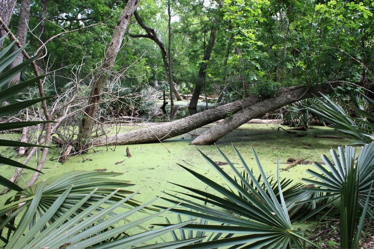 Palmetto State Park