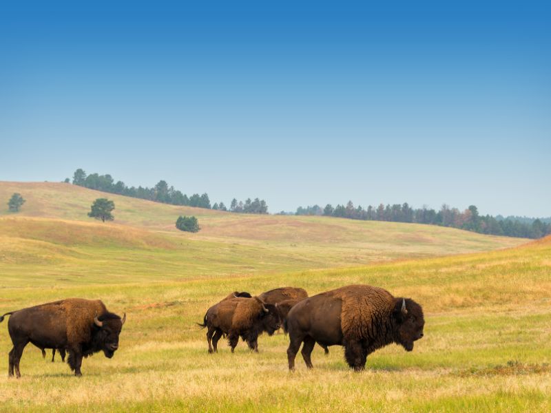 Bisons are on a green grass field