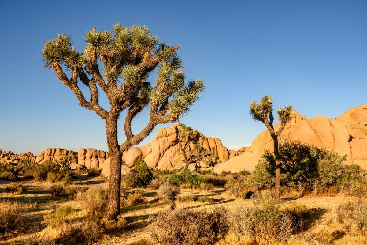 Joshua Tree National Park in California