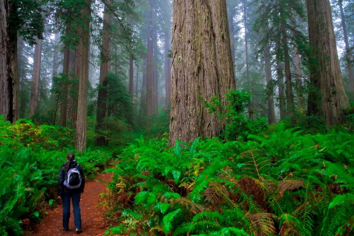 Redwoods National Park in California