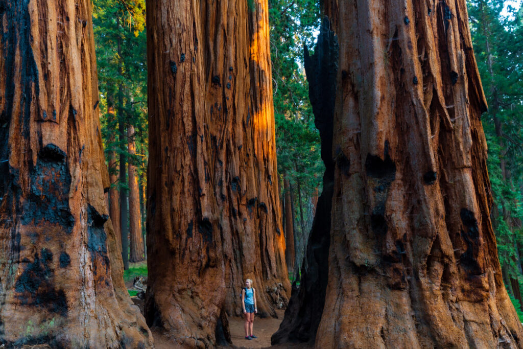 A forest with giant sequoias with a women in the middle.