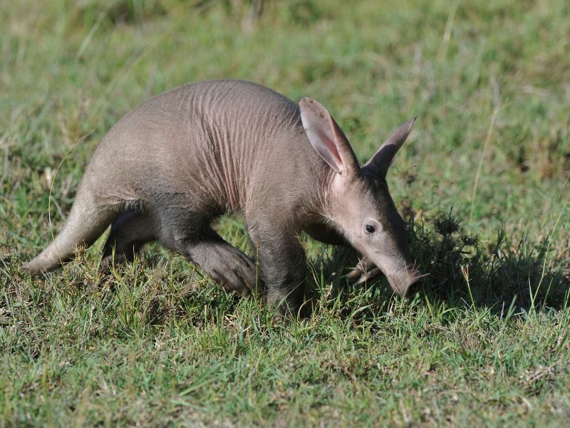 Aardvark is walking on grass