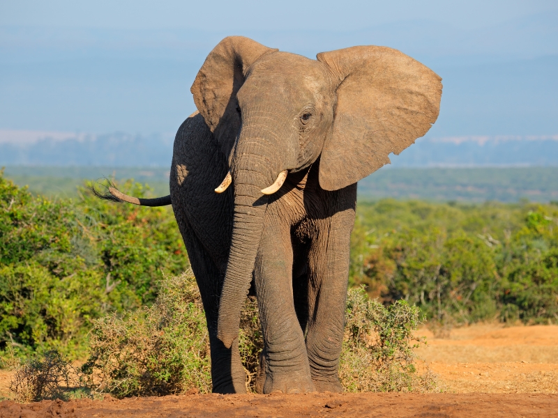 An elephant on red soil and among green bushes.