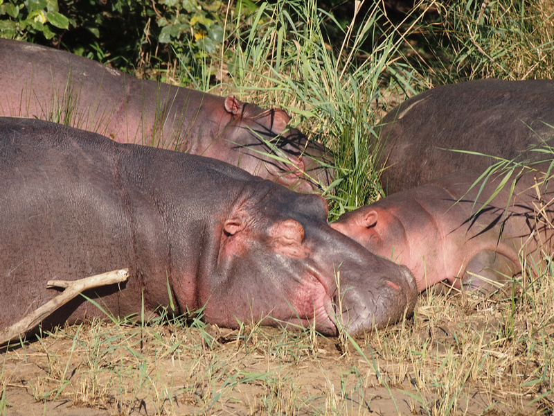 Three hippos are laying in the grass
