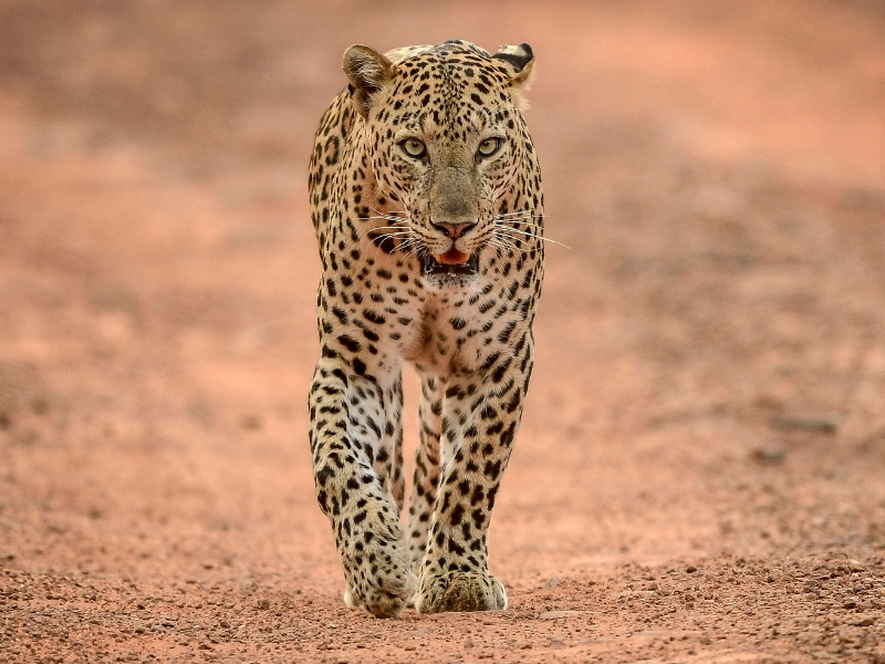 A leopard is walking on red soil.