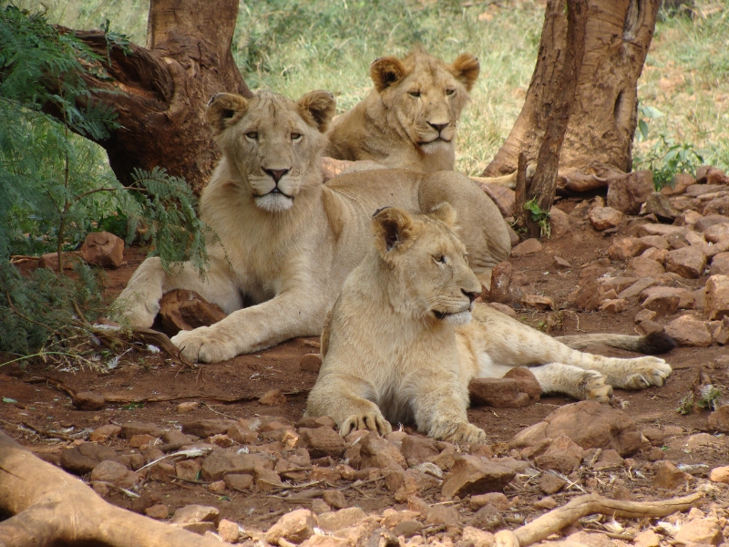 3 female lions are laying on a rocky ground in the shades.