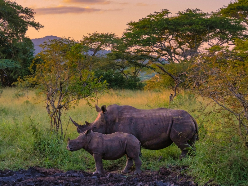 Two rhinos are next to each other looking afar among green bushes.