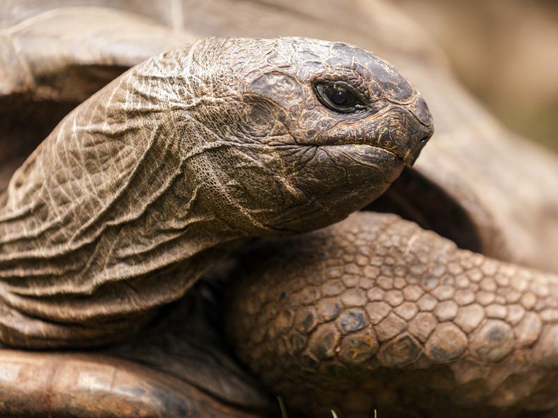 A turtle up close leaning its head to the side.