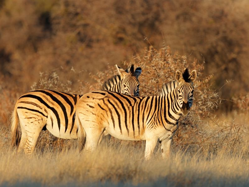 Two zebras are standing in tall grass.