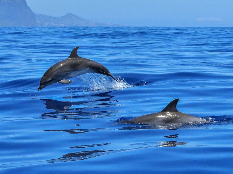 Dolphins jumping out of the water