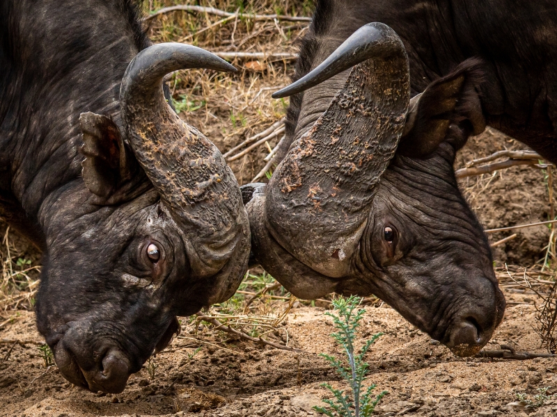 Two buffalos are fighting with their heads pushed together.