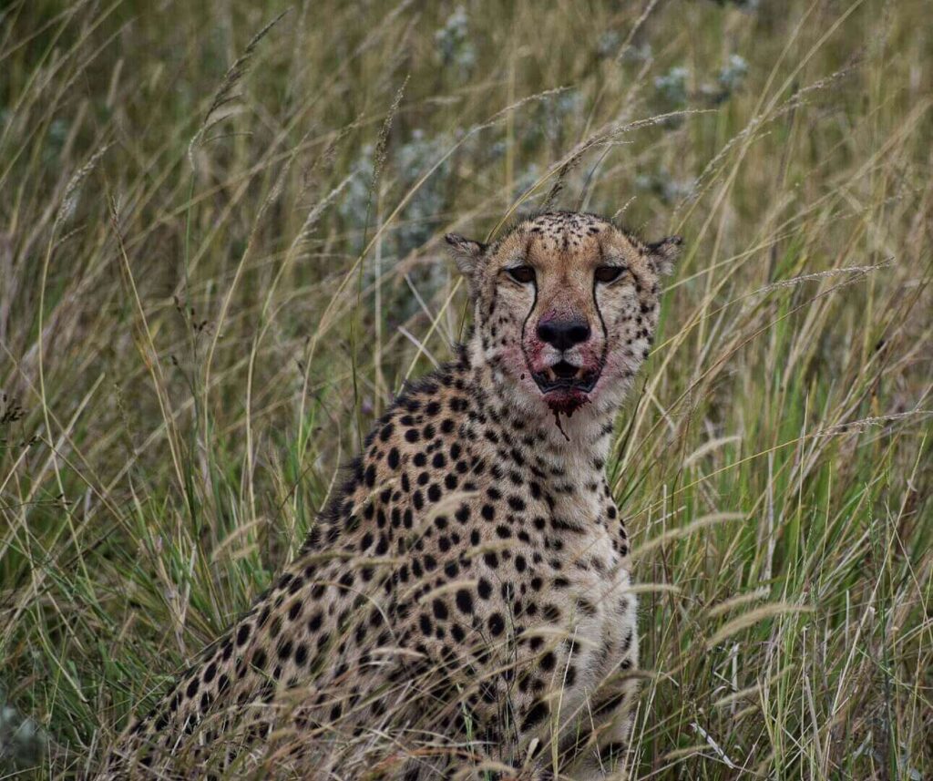 A cheetah with blood on its face looking front in high grass.